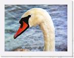 1170 Swan * 2592 x 1936 * (3.86MB)